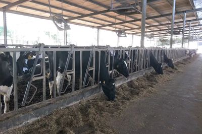 產學結合，雙向賦能 宜昌牛養殖企業調研與畜牧飼料產業發展新思考